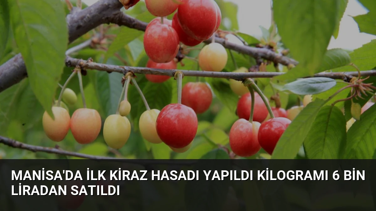 Manisa’da İlk Kiraz Hasadı Yapıldı Kilogramı 6 Bin Liradan Satıldı