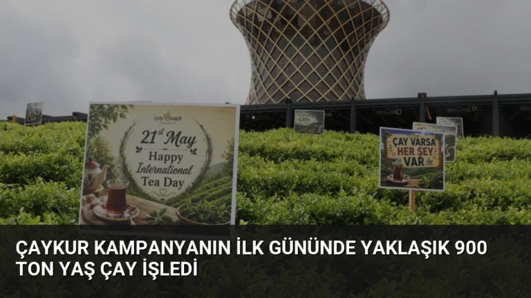 ÇAYKUR Kampanyanın İlk Gününde Yaklaşık 900 Ton Yaş Çay İşledi