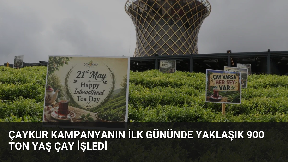 ÇAYKUR Kampanyanın İlk Gününde Yaklaşık 900 Ton Yaş Çay İşledi