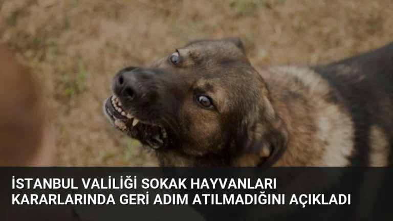İstanbul Valiliği Sokak Hayvanları Kararlarında Geri Adım Atılmadığını Açıkladı