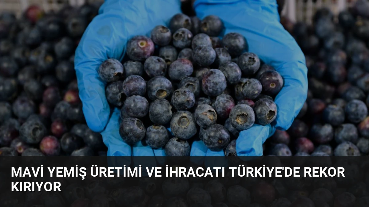 Mavi Yemiş Üretimi ve İhracatı Türkiye’de Rekor Kırıyor