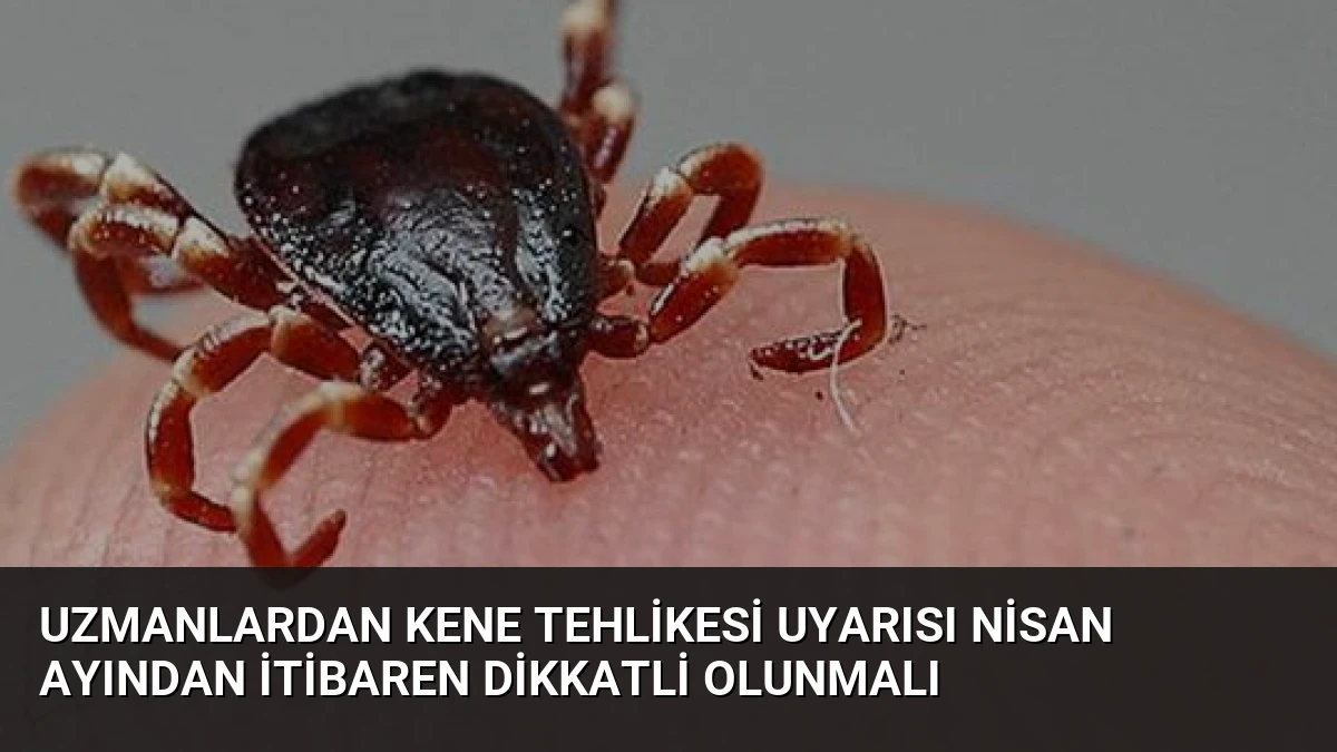 Uzmanlardan Kene Tehlikesi Uyarısı Nisan Ayından İtibaren Dikkatli Olunmalı